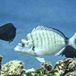 Diplodus_sargus__White_sea.jpg