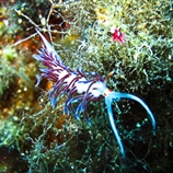Flabbelina affinis