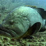 Epinephelus marginatus