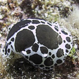 Discodoris atromaculata