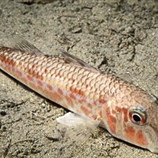 Mullus barbatus