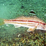 Mullus surmuletus