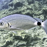 Oblada melanura