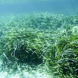 Posidonia oceanica	