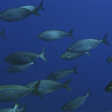 Salpa fusiformis
