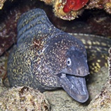 Muraena