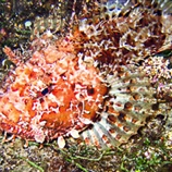 Scorpaena
