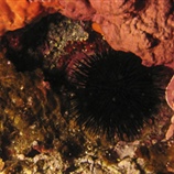 Echinoidea