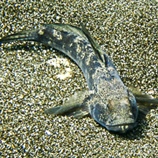 Gobius niger