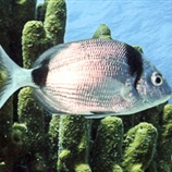 Diplodus vulgaris	