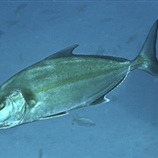 Seriola dumerili