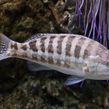 Serranus