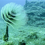 Spirographis spallanzani