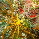 Μεσογειακός αστερίας - Mediterranean sea-star