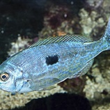 Spicara maena