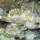 Scorpaena