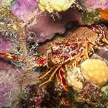Αστακός - Lobster