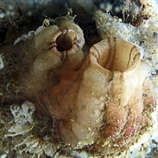 Styella plicata
