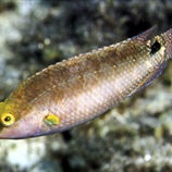 Symphodus mediterraneus