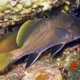 Sciaena umbra