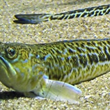 Trachinus draco