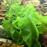 Ulva lactuca
