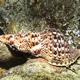 Charonia tritonis variegata