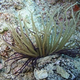 Pinna nobilis