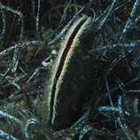 Actinia equina - Ντομάτα της Θάλασσας
