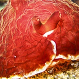 Paranemonia vouliagmeniensis - Ανεμώνη