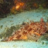 Scorpaena scrofa - Κόκκινη σκορπίνα