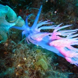 Flabellina affinis - Γαλανή Φλαμπελίνα
