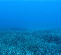 Posidonia-meadows-1.jpg