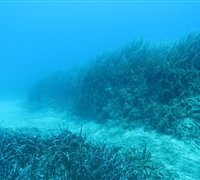 Posidonia-meadows-2.jpg
