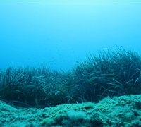 Posidonia-meadows-3.jpg