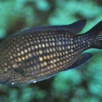 Chromis chromis