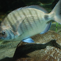 Diplodus sargus