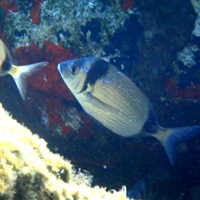 Diplodus vulgaris