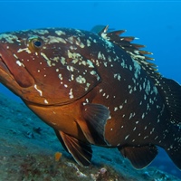 Epinephelus marginatus