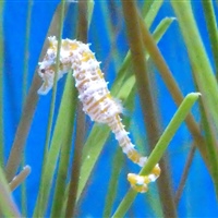 Hippocampus zosterae	