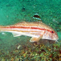 Mullus surmuletus