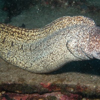 Muraena