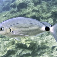 Oblada melanura