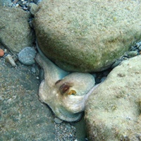 Octopus vulgaris