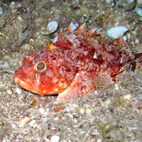 Scorpaena notata