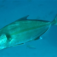 Seriola dumerili