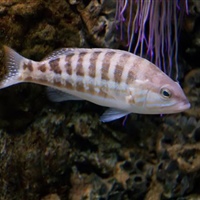 Serranus