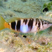 Serranus scriba