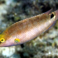 Symphodus mediterraneus