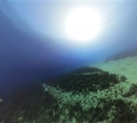 Alisim_Posidonia_Photo_2.jpg